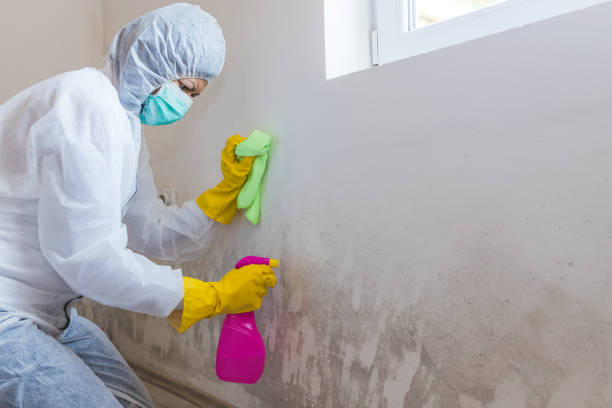 Best Water Damage & Mold Remediation  in Lake Elmo, MN